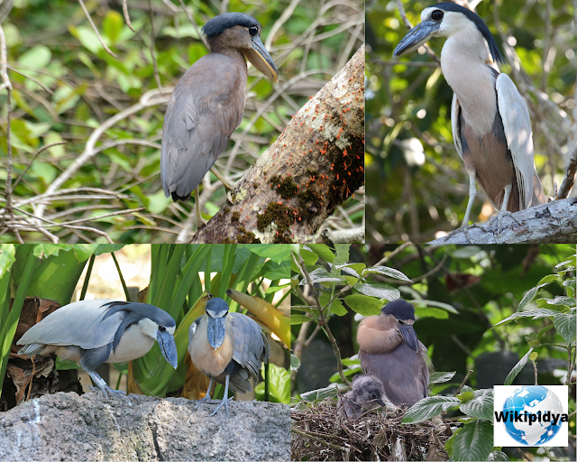 How Many Species Of Storks? The part three, The African Woolly-necked Stork, The Boat-billed Heron, The Squacco Heron, The Straw-necked Ibis, The glossy ibis, The Australian white ibis, The Purple Heron, The Yellow-crowned Night Heron, The Striated Heron, and The Little Egret