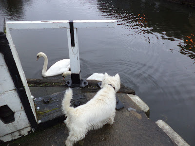 westie canal locks swan