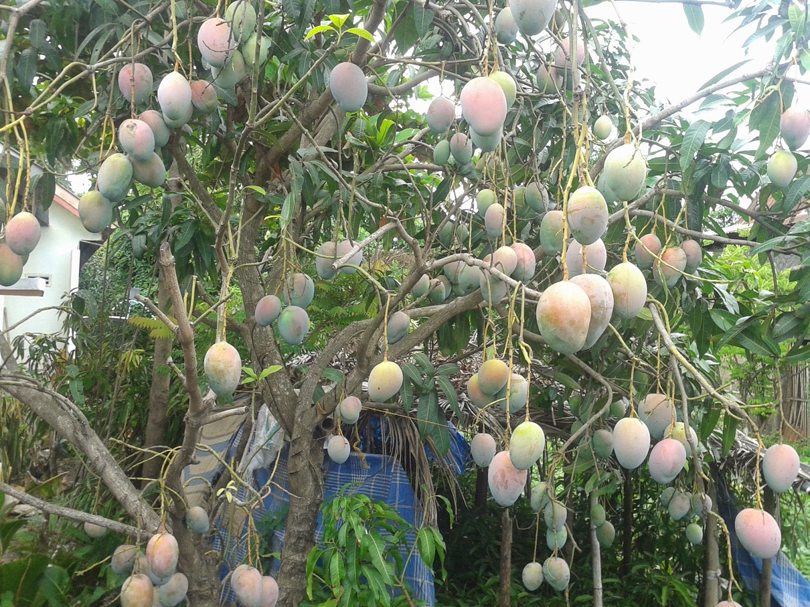 Ranumnya Buah Mangga Golek India Stock gambar  gratis 