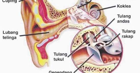 Ubat Tradisional Untuk Telinga Berdesing - Berubat o