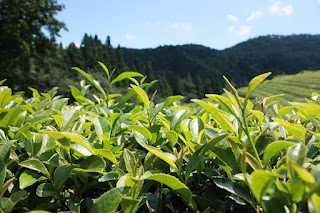 Many people drink coffee and tea for stimulation because of caffeine. Some do not want that chemical. There is a mutant tea plant that lost its ability to make caffeine.