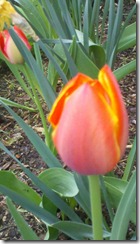 tulip