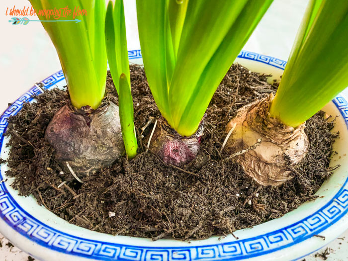 How to Plant Hyacinth Bulbs