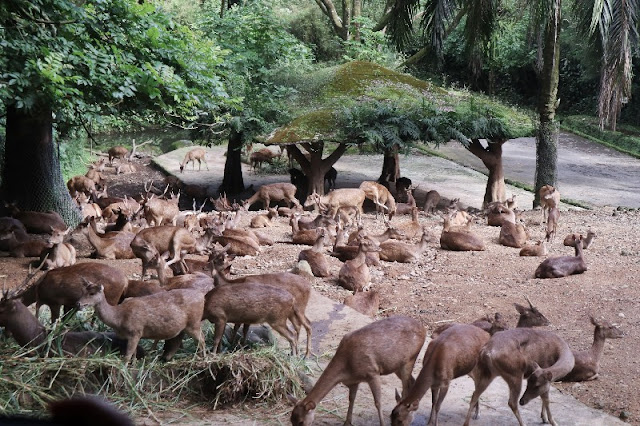 Wisuda TK dan Jalan-Jalan ke Taman Safari Bogor