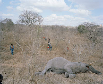 gajah-mati2