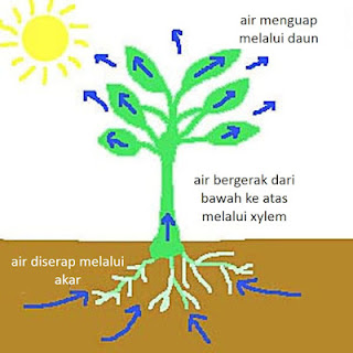 Daur Air