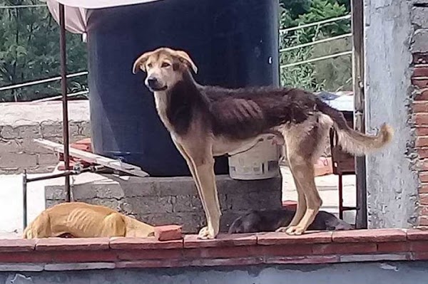 Funcionaria de Oaxaca abandonó a 14 perros en una casa, muchos murieron de hambre