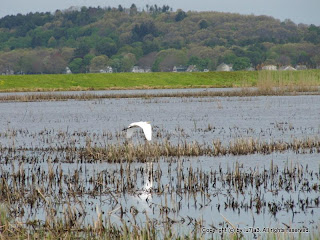 Great Egret