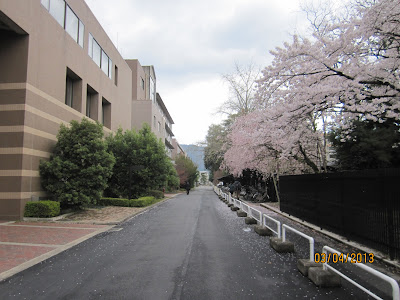 Koulunpihaa yhdeltä portilta. Kirsikat kukkivat täälläkin pyöräkatoksen yllä.