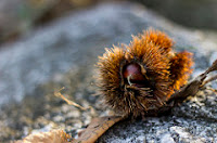 how to cook chestnuts