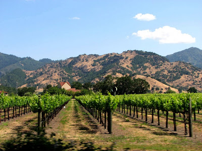 A field of grapevines, Sonoma County, CA