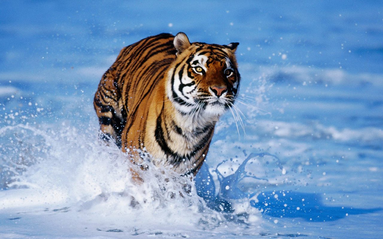 Beautiful Tiger  Wallpapers  HD  Desktop  Wallpapers  