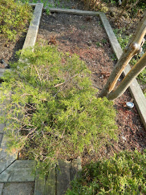 The Beach Toronto Front Garden Tier Six Before by Paul Jung Gardening Services--a Toronto Gardening Company