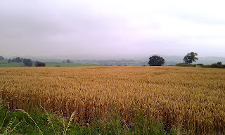 Fields of Barley at Bent Lane coming from Tissington