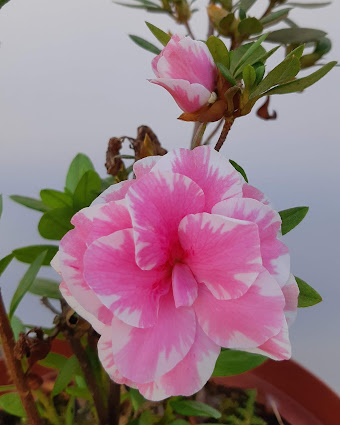 flor azaleia em Peruibe SP em foto e poesia de Julio Silva felicidades