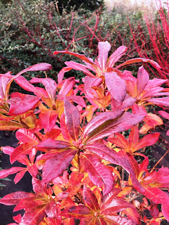 azalea red leaves