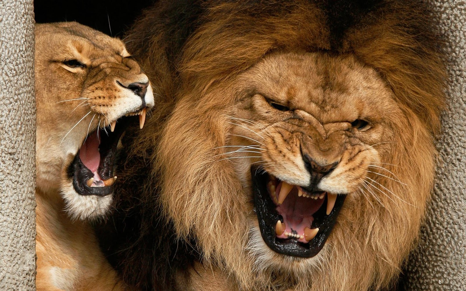 Dangerous HD Lion Wallpapers ~ Wild Life