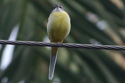 Gray Wagtail