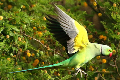 "Rose-ringed Parakeet - Psittacula krameri moving from branch to branch on a babul bush."