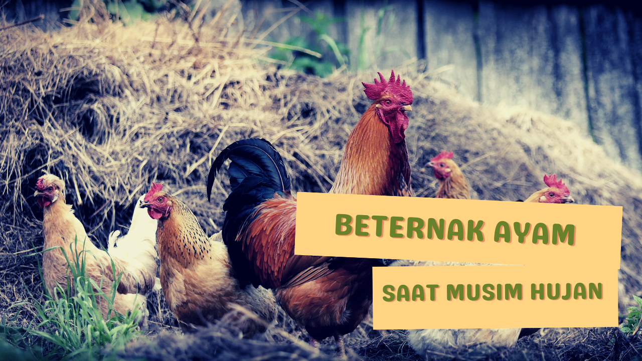 https://www.kerjaayam.com/2022/10/5-cara-beternak-ayam-saat-musim-hujan.html