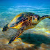 அழுங்காமை (Hawks bill turtle)