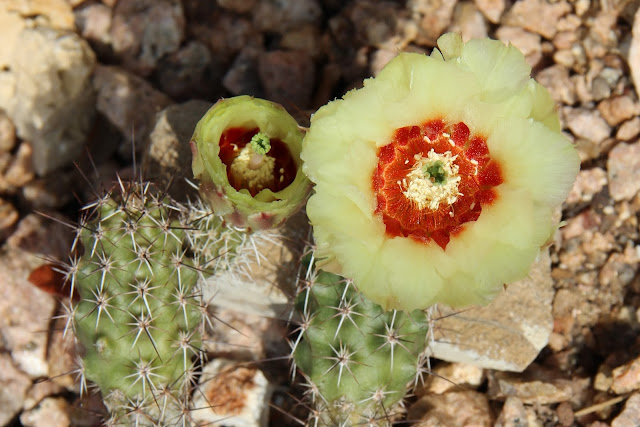 Echinocereus papillosus