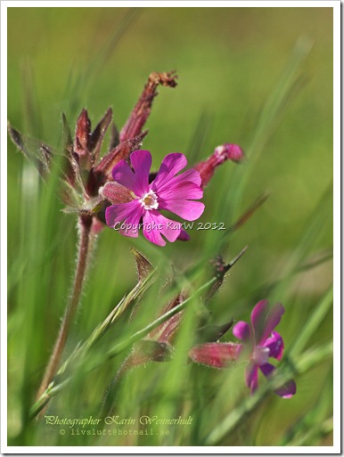 Pink flowers are shimmering in the grass all over the place.