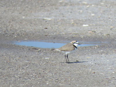 Charadrius_alexandrinus_GREECEBIRDTOURS