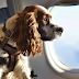 Cuidados para transporte aéreo de pets