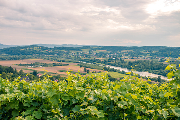 Magiczne polskie winnice - Winnica Janowice