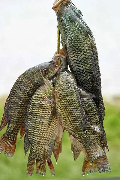 Jeol fish varieties- Telapia ত্যালাপিয়া