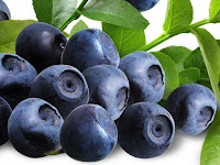 blueberry - la myrtille - Vaccinium