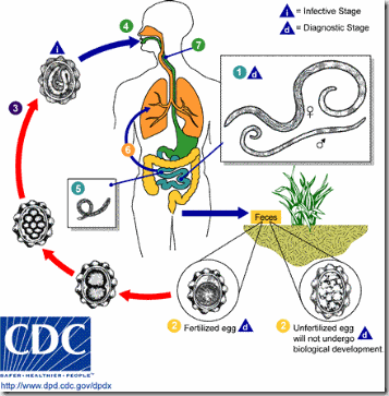 lingkaran hidup ascaris lumbricoides