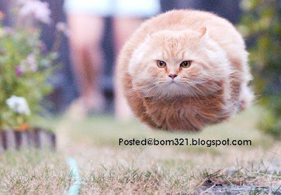 cat like ball