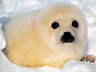 Seal Wallpapers