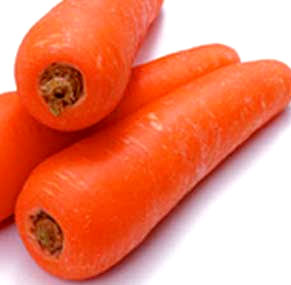 Carrot Plant