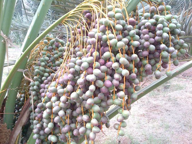 kurma  kurma  ialah ajwa ajwa bawah kurma  dan nabi ladang sejenis ajwa atas kurma atau