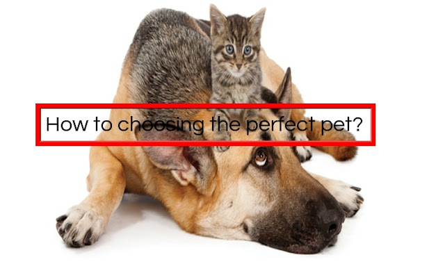 How to choosing the perfect pet?