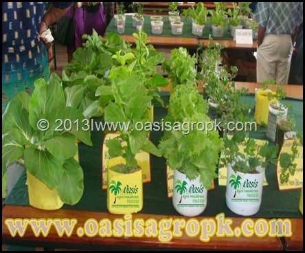 Hy Oaisagro F 4