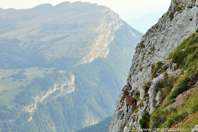 Bouquetin sur les pentes du Mont Aiguille, Isère