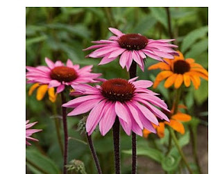 Echinacea إشيناسيا