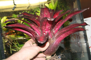 bromelia roja