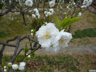 藤田邸跡公園梅