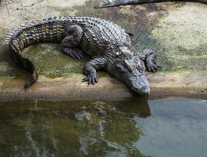 Buaya Senyulong, Hewan Langka yang Hanya Ada di Indonesia 