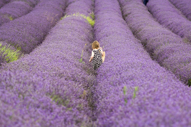 10 Fakta Bunga Lavender Yang Menarik