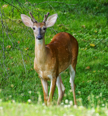 young whitetail buck