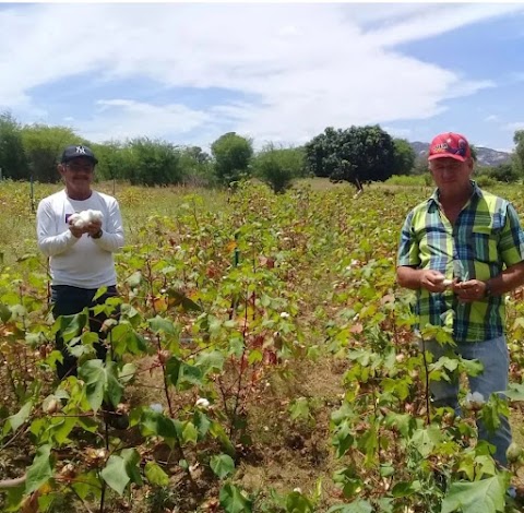Certificação Participativa e Protagonismo Agroecológico no Cariri Paraibano