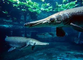 Alligator Gar pictures