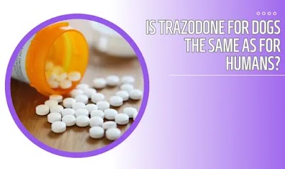 Is Trazodone For Dogs The Same As For Humans?