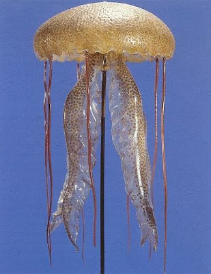 Glass Jellyfish